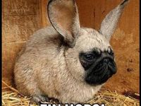 Why Your Ostern Lustig Search Leads to Security Checks